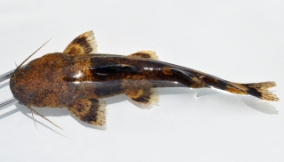 Pseudopimelodus aff. bufonius `rio xingu`